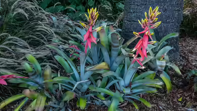 Aechmea chantinii im Terrarium pflanzen