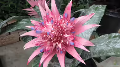 Aechmea primera im Terrarium pflanzen