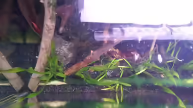 Aegagropila linnaei im Aquarium