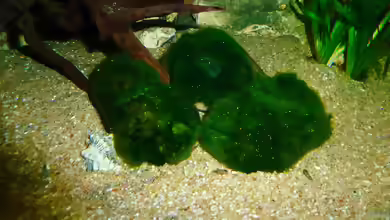Aegagropila linnaei im Aquarium