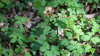 Aegopodium podagraria im Garten pflanzen