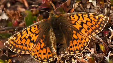 Ähnlicher Perlmuttfalter im Garten