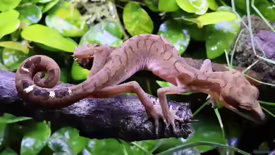 Aeluroscalabotes felinus im Terrarium halten