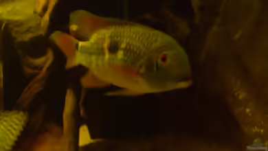 Aequidens diadema im Aquarium halten
