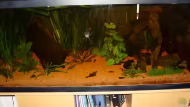 Aequidens rivulatus von Stefan Kinter