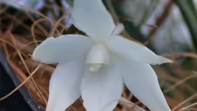 Aerangis biloba