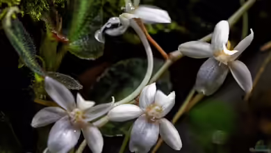Aerangis fastuosa im Terrarium pflanzen