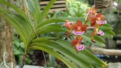 Aerides flabellata im Terrarium pflanzen