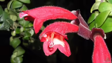 Aeschynanthus rasta im Terrarium pflanzen
