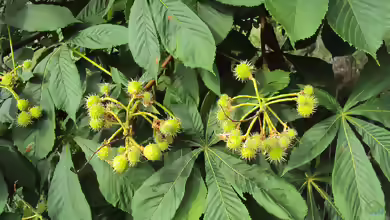 Aesculus hippocastanum im Garten pflanzen