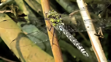 Aeshna cyanea im Garten