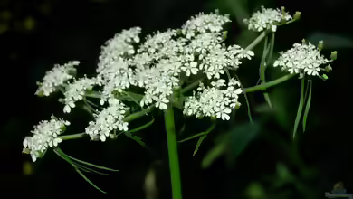 Aethusa cynapium im Garten pflanzen