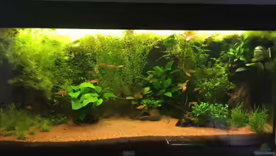 African Life von DavidK31