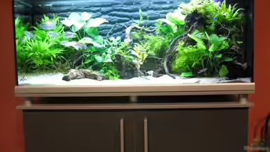 African-Queen von Aquadog