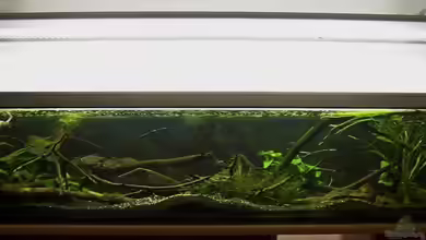 Afrika ... nur noch als Beispiel von Eginger