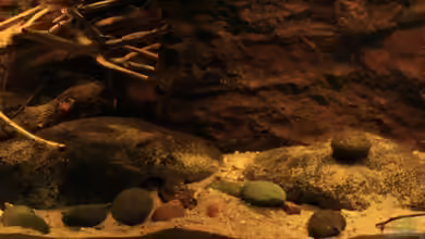 Afrikas Kongo River von Florian Bandhauer