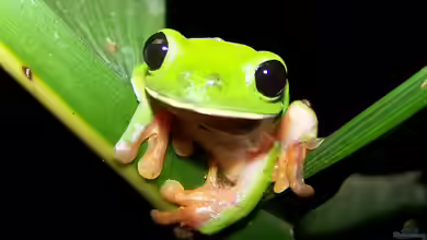 Agalychnis moreletii im Terrarium halten