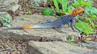 Agama agama im Terrarium halten