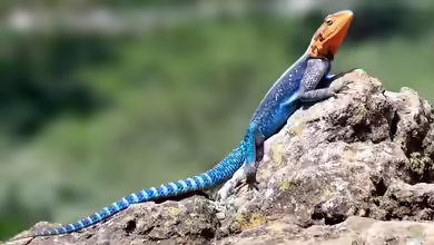 Agama lionotus im Terrarium halten
