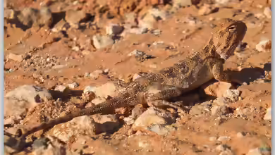 Agama mutabilis im Terrarium halten