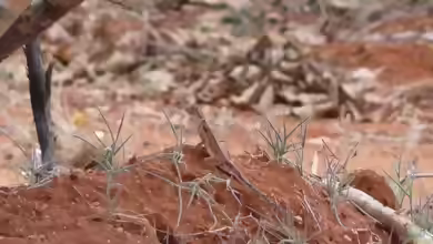 Agama persimilis im Terrarium halten