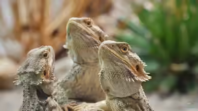 Agamen: Eine große Familie von Terrariumtieren