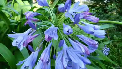 Agapanthus africanus im Garten pflanzen
