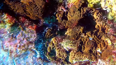 Agaricia agaricites im Aquarium halten