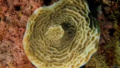 Agaricia fragilis im Aquarium halten