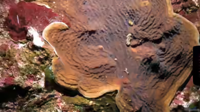 Agaricia grahamae im Aquarium halten