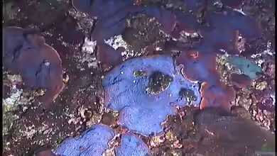 Agaricia lamarcki im Aquarium halten