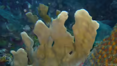 Agaricia tenuifolia im Aquarium halten