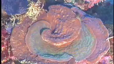Agaricia undata im Aquarium halten