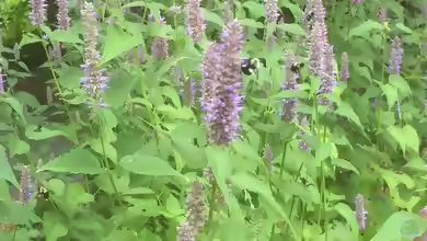 Agastache foeniculum im Garten pflanzen
