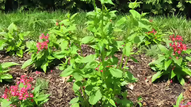 Agastache mexicana am Gartenteich