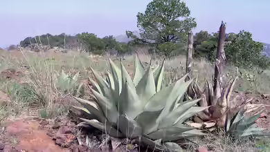 Agave havardiana im Garten pflanzen