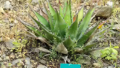 Agave montana im Garten pflanzen