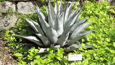 Agave neomexicana im Garten pflanzen