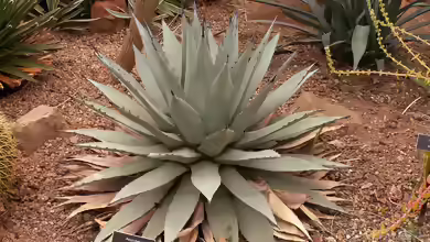 Agave parryi im Garten pflanzen
