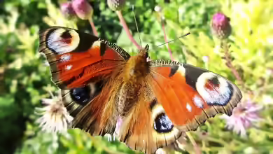 Aglais io im Garten