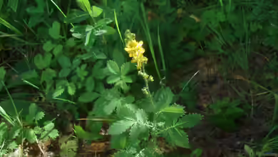 Agrimonia gryposepala im Garten pflanzen