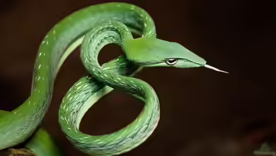 Ahaetulla prasina im Terrarium halten