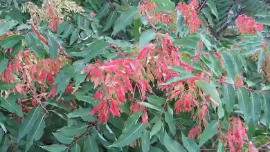 Ailanthus altissima im Garten pflanzen
