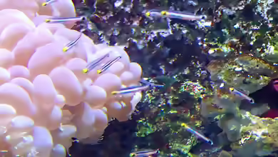 Aioliops megastigma im Aquarium halten