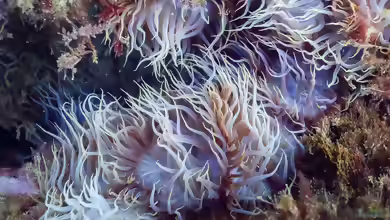 Aiptasia couchii im Aquarium halten