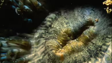 Aiptasia mutabilis im Aquarium halten