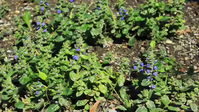Ajuga reptans im Garten pflanzen