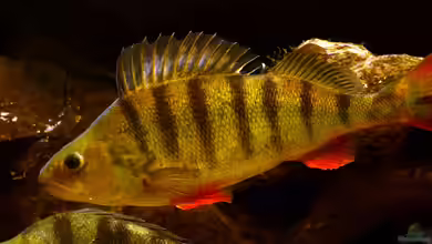 Aktion Fisch des Jahres in Deutschland