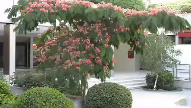 Albizia julibrissin im Garten pflanzen