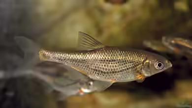 Alburnoides bipunctatus im Teich halten